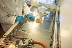Overingeniør i NIBIO, Trude Magnussen, dyrkar kveik i laboratoriet.