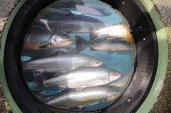 Norge er sterke på fiskeoppdrett, men fisken har lite å si for beregning av selvforsyningsgrad, siden den utgjør lite av forbruket vårt. Her foto av et oppdrettsanlegg for Røye.