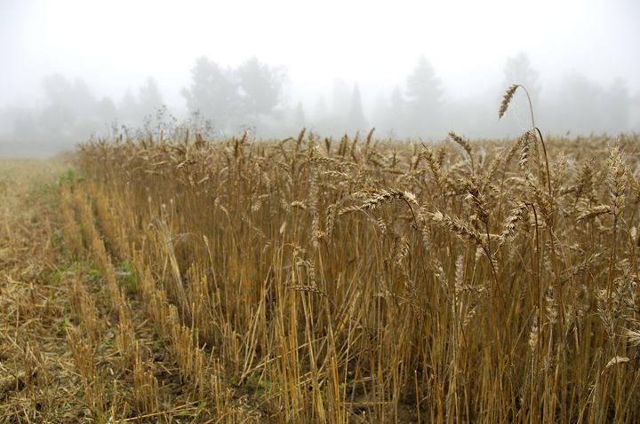 Hvete av matkvalitet er svært viktig for selvforsyningsgraden og kan kun dyrkes i enkelte områder av landet. Produksjonen varierer sterkt og avhenger alltid av været.