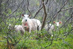 Norges selvforsyningsgrad er størst innen animalske produkter og meierivarer. Mye av dette er produkter fra grovfôr- og beitebasert husdyrhold med sau og ku.