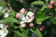 Blomsterfluene utfører i tillegg svært nyttige tilleggstjenester siden larvene lever av bladlus som er et skadedyr i landbruket.