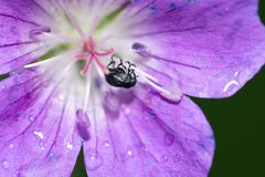 Billene er kanskje ikke de mest kjente pollinatorene, men mye tyder på at de er de eldste.