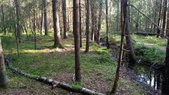 Rens av skogsgrøfter kan gi økt mengde trevirke og økt karbonlagring i skogen, men klimaeffekten er usikker.