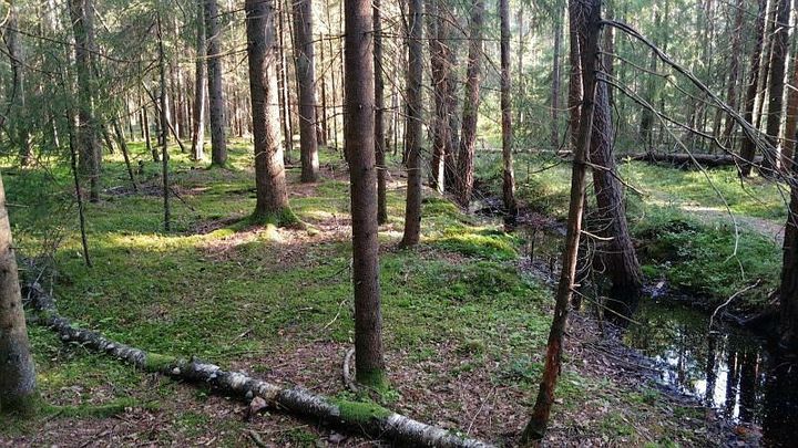 Rens av skogsgrøfter kan gi økt mengde trevirke og økt karbonlagring i skogen, men klimaeffekten er usikker.