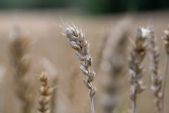 – Genetisk mangfold er en grunnleggende forutsetning for beredskap i mat og landbruk. Ulike sorter og arter reagerer forskjellig på tørke, flom, sykdommer og skadedyr. Dersom vi dyrker et stort mangfold av vekster, reduserer vi derfor sårbarhet og risiko, sier Borgen Nilsen.