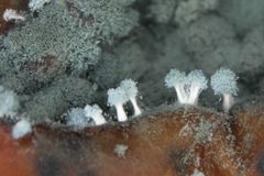 Penicillium er ein sopp som kan angripe eple og forårsake blaut råte og grøn/blåleg mugg. Denne muggsoppen dannar gifta patulin, som kan spreie seg i heile frukta. Kast difor alltid rotne eller mugne eple. Forskarar jobbar for å finne miljøvenlege løysingar som reduserer eller hindrar soppangrep på lager.