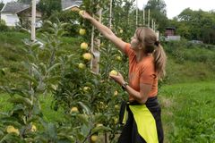 Planlegginga for god haldbarheit startar allereie i åkeren med god agronomi. Mellom anna er det viktig med rett haustetid. Jo mindre sopp og soppsporar på frukt og grønsaker ved hausting, jo betre går det under transport og lagring. NIBIO jobbar aktivt med ein slik heilskapleg tilnærming.