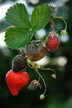 Gråskimmel (forårsaka av soppen Botrytis cinerea) kan angripa eit stort tal ulike frukt, bær og grønsaker. UV-bestråling er eit miljøvenleg tiltak som kan redusere skade frå denne soppen kraftig.