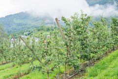 Førebelse resultat tyder på fleire individ og fleire artar av blomsterfluger i område med økologisk produksjon, og at dei ser ut til å trivast betre der det ikkje blir sprøyta.