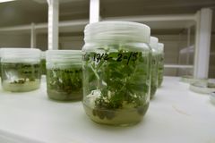 NIBIO har bygd opp CRISPR-infrastruktur, og nye vekstrom står allerede ferdige. Det er lagt til rette for at hele utviklingsløpet kan skje internt: molekylærbiologisk arbeid som kloning og redigering av arvestoffet i lab, genredigerte celleklumper i skåler og småplanter i vekstrom.