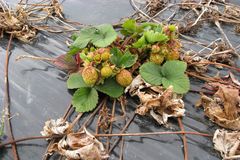 Rød marg er en alvorlig plantesykdom på jordbær forårsaket av en sopplignende organisme (Phytophthora fragariae). Angrep av rød marg kan drepe alle jordbærplantene i deler av et felt eller over hele feltet. Smitten kan holde seg opptil 15 år i angrepne felt.