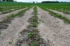 Skade på jordbæråker fra rød marg i juni 2026. Sykdommen kan føre til store skader på plantene og gi betydelige økonomiske tap for produsentene.