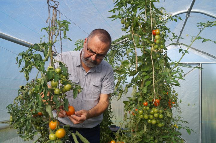 Dag-Ragnar Blystad følger nøye med på tomatplantene sine. I 2025 oppdaga han ein skummel skadegjerar i drivhuset sitt.