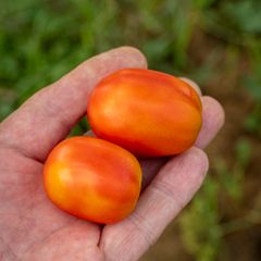 Gule flekker på tomatene kan tyde på smitte av viroid.