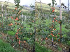 Dei siste åra har Kviklys jobba mykje med to nye sortar på den norske marknaden, Eden og Fryd. Begge sortane har sterk tendens til vekselbering, noko som har gitt fruktbønder utfordringar. For desse sortane er det viktig å fylgja alle råda over nøye om ein skal lukkast. Til venstre: Eden før tynning (for mange eple). Til høgre: Eden etter tynning (optimalt tal på eple).
