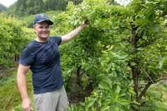 Harald Alvavoll er ein av dei største fruktbøndene i Hardanger. Han har både eple, pære, plomme og morell. Her er han i gang med plommetynning.