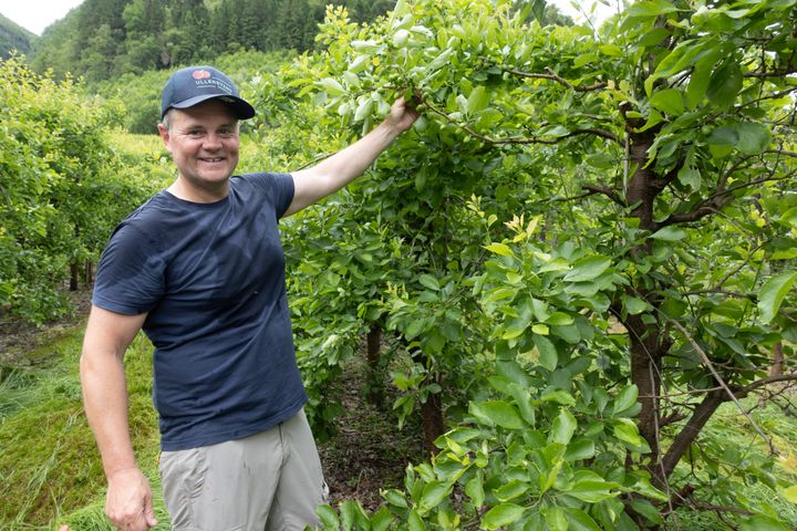 Harald Alvavoll er ein av dei største fruktbøndene i Hardanger. Han har både eple, pære, plomme og morell. Her er han i gang med plommetynning.