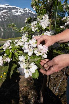 Eplegrein med mye blom. Ein del av blomane og småkarten faller av av seg sjølv, det såkalla junifallet, men særskilt i riktberande sortar, må ein likevel tynna. Tynning under bløming har størst effekt.