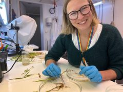 Marit Skuterud Vennatrø undersøker unge planter for symptom.