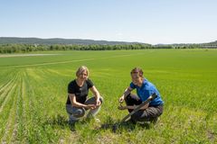 Forskar i NIBIO, Marit Skuterød Vennatrø og rådgjevar i NLR, Ingvild Evju, melder om mykje teikn på nematodar i årets korn.