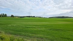 Angrep av korncystenematodar hemmer rotutviklinga til plantene. Dette gir flekker i åkeren med gulna planter, dårleg vekst og mykje ugras.