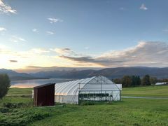 Ny kunnskap kan gi jordbærdyrkerne bedre verktøy til å ta vare på den ettertraktede smaken under mer moderne dyrkingsforhold, som dyrking i tunnel, veksthus og andre kontrollerte eller delvis kontrollerte systemer.