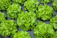 Salat