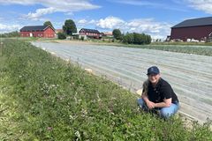 Kvinne sitter på huk ved en åker, omgitt av grønne planter. Røde bygninger i bakgrunnen under en blå himmel med skyer.