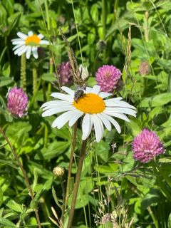 En bie sitter på en prestekrage midt i en fargerik blomstereng.