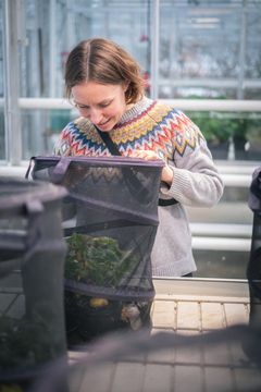 En person ser etter insekter i en klimalab i Tromsø, omgitt av planter.