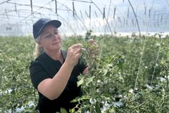 Kvinne undersøker planter i et drivhus.