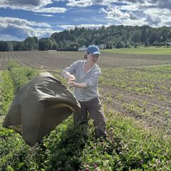 En person jobber i et blomsterfelt ved siden av en åker under en overskyet himmel.