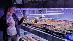Ellen Svalheim peker på orkideplanter i et laboratorium ved NIBIO Landvik.