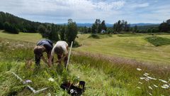To personer planter orkideer i en blomstereng med skog og åser i bakgrunnen.