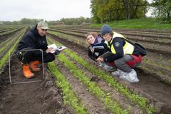 Forsker i NIBIO, Therese With Berge, t.h. og ingeniørene Mohammad Alsbirij og Martha Bosque Fajardo registrerer oppspirt ugras i tidliggulrot rett etter at plastdekket er fjerna.