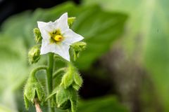 Begersøtvier i potteforsøk i SOLWeeds-prosjektet.