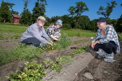 Prosjektleder Kirsten Tørresen, stipendiat Lovisa Ek Hansson og sommerhjelp Thea Amalie Aarstad registrerer svartsøtvier som har vokst seg stor i et rotpersillefelt i Dilling, Moss.