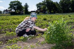 Doktorgradsstipendiat Lovisa Ek Hansson skal de neste tre årene fordype seg i søtvierartenes biologi og utvikling på norske jorder.