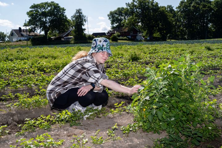 Doktorgradsstipendiat Lovisa Ek Hansson skal de neste tre årene fordype seg i søtvierartenes biologi og utvikling på norske jorder.