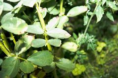 Slik ser bladene på åkerbønner ut når de er rammet av soppen sjokoladeflekk, Botrytis. Sykdommen rammer åkerbønner og erter og gir mørkebrune flekker på blader, stengler og belger og kan ødelegge avlingen under fuktige, varme dager.