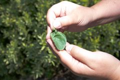 I naturen er det ofte et samspill, som her hvor vi ser små, grønne sikadenymfer som gjør skade på åkerbønneplanten. På samme bladet er gulløyelarve som lever av sikadenymfene.
