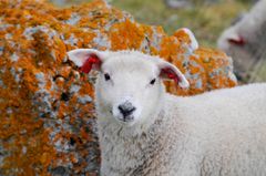 I dag produserer landbruket i Finnmark svært lite kjøtt hvis det skal fordeles på alle finnmarkingene. Frøydis Gillund peker på mulighetene for å ha flere dyr på beite.