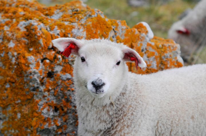 I dag produserer landbruket i Finnmark svært lite kjøtt hvis det skal fordeles på alle finnmarkingene. Frøydis Gillund peker på mulighetene for å ha flere dyr på beite.