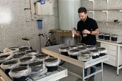 Pierre-Adrien Rivier bruker pipette for å tilsette pottene ulike næringsløsninger.