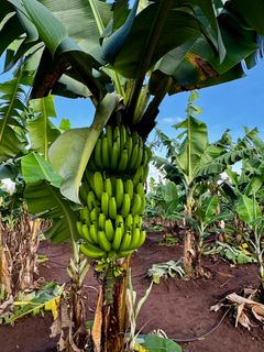 Banan er den vanligste fruktavlingen i Malawi.