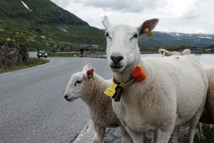 Radiobjeller, virtuelle gjerder og droner gir nye muligheter i det nordnorske landbruket. Illustrasjonsfoto: Morten Günther