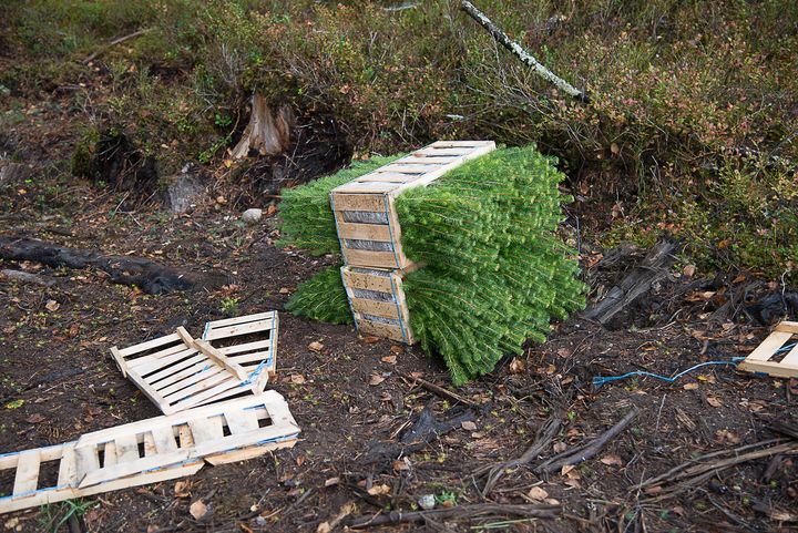I Noreg plantes det over 30 millioner granplanter hvert år. Kanskje det blir fleire trær med aust-Europeisk opphav framtida.