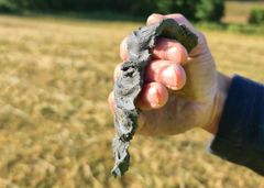 Fastsetjing av innhald av sand, silt og leir under jordkartlegging. Dette er jord med meir enn 40 % leir og resten silt.