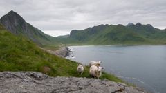 Matsikkerheten i Nord-Norge preges av lange avstander, et krevende klima og begrensede jordbruksressurser. Her fra Vestvågøy kommune.