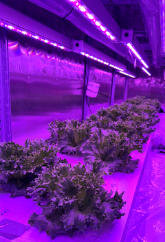 Den kunstige belysningen i vertikale produksjon gjør det mulig å dyrke grønnsaker gjennom vinteren. Der har norsk produksjon på friland sine naturlige begrensninger. I godt isolerte bygninger kan varmetapet reduseres, samtidig som vekstforholdene holdes stabile.